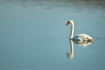 Fototapeta na wymiar Swan on lake searching for algae