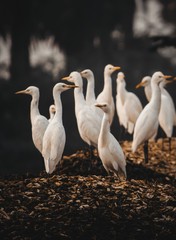 standing cranes at fish farm