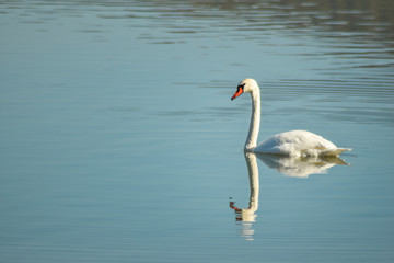 Fototapeta na wymiar Swan on lake searching for algae