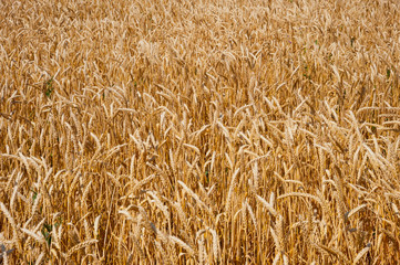 Wheat ears on a Sunny day.