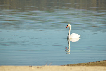 Fototapeta premium Swan on lake searching for algae