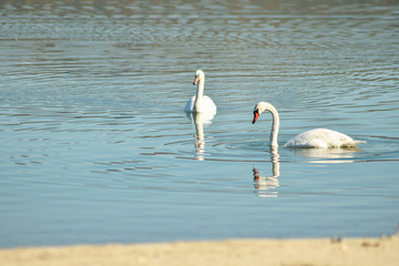 Swan on lake searching for algae