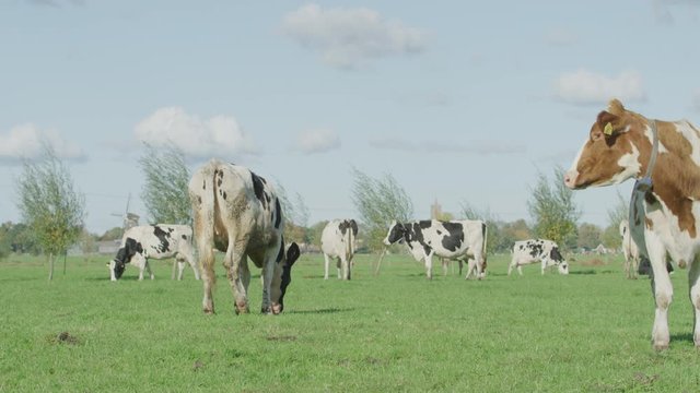 Cow Netherlands in the meadow