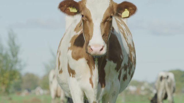 Cow Netherlands in the meadow