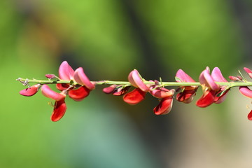 Garden 13