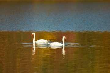 Swan on lake searching for algae