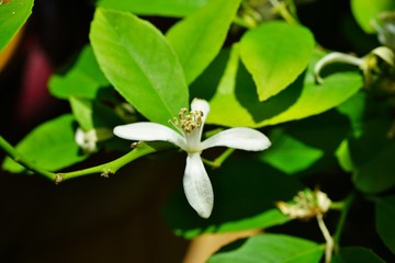 Fragrant white and yellow flower of a lemon tree