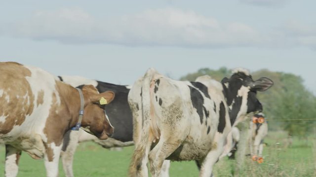 Cow Netherlands in the meadow