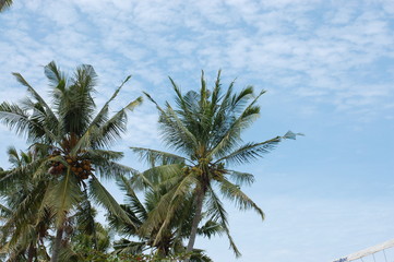 인도네시아 발리 야자수와 하늘 구름