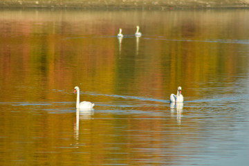 Naklejka na ściany i meble Swan on lake searching for algae