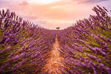 Dramatic sunset landscape. Tree in lavender field at sunset in Provence, France