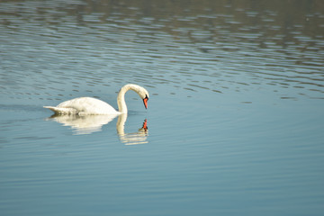Swan on lake searching for algae