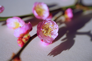 Close-up macro full bloom view of a pink ume prunus Japanese plum flower in spring