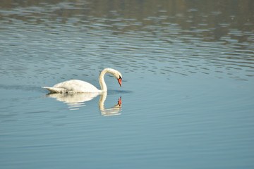 Swan on lake searching for algae