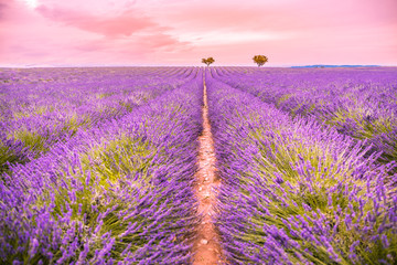 Fototapeta na wymiar Summer travel landscape, amazing sunset view. Lavender field summer sunset landscape near Valensole. Provence, France