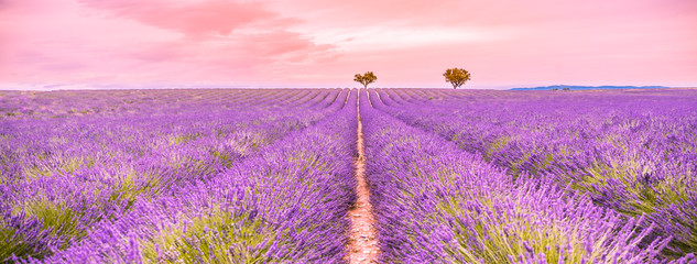 Amazing sunset landscape of lavender field in Provence. Tranquil nature view, trees on top of the hill with blooming pink purple lavender flowers. Summer nature landscape