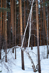beautiful winter forest in the afternoon