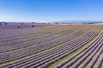 Aerial view of lavender field. Aerial landscape of agricultural fields, amazing birds eye view from drone, blooming lavender flowers in line, rows. Agriculture summer season banner