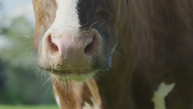 Cow Netherlands in the meadow
