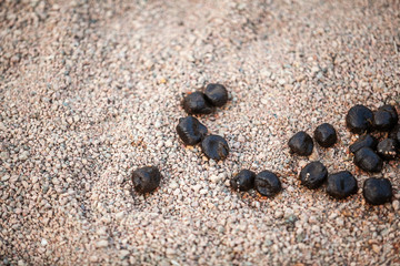 camel shit in the desert