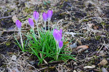 Purple crocus vernus flower peeking through the grass and mulch in early spring