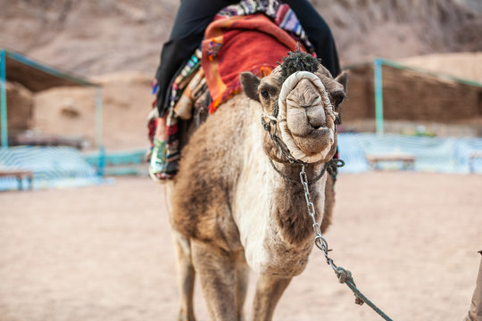 camel rides with bedouins