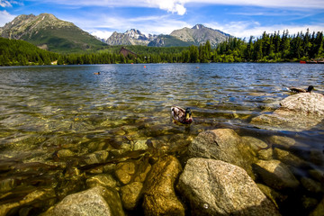duck in front lake in the Hight Tatras