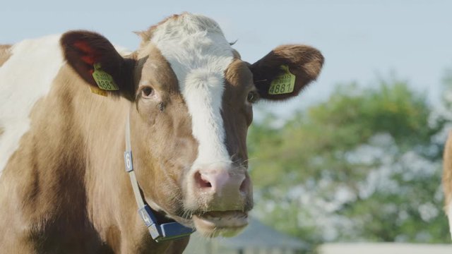Cow Netherlands in the meadow