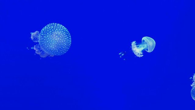 Beautiful colorful jellyfish in aquarium. Jellyfish from sea.