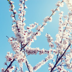 Blossoming cherry branch with white flowers at spring morning time.