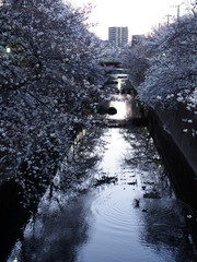 春の東京の石神井川沿いで咲く桜の花の夕景