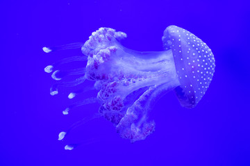 Fototapeta na wymiar Jellyfish in water close-up on a blue background