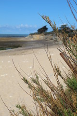 Fototapeta na wymiar Jolie plage de sable fin a maree basse a Sainte-Marie de Re, Ile de Re