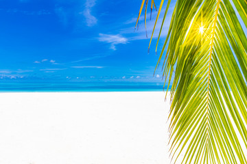 Palm trees on the shore or beach with run rays. Luxury summer travel and vacation background