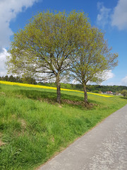 Eichenbaum, Quercus, Robur