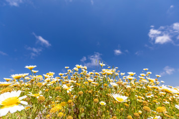 White chamomile on blue sky background. Summer flowers under blue sky, sunny day nature background. Idyllic bright colors, peaceful nature view