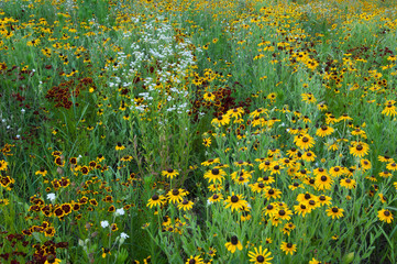 Landscape of a summer wildflower meadow, with black-eyed susans and other blooms, Michigan, USA - Powered by Adobe