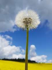 Loewenzahn; Taraxacum; officinale; Pusteblume