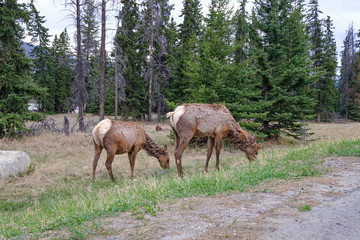 Naklejka na ściany i meble Two mule deers grazing in Jasper National Park, Canadian Rockies, Alberta, Canada