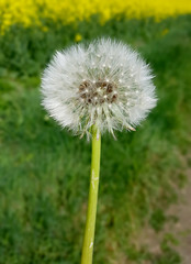 Loewenzahn; Taraxacum; officinale; Pusteblume