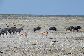 Fototapeta na wymiar Oryx gazella