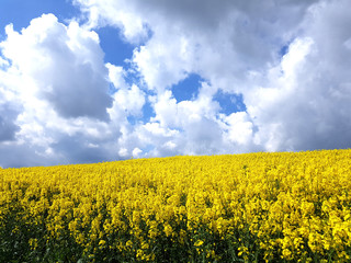 Rapsfeld, Raps, Brassica, napus, Landschaft
