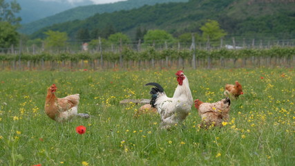 Freerange chicken graze in a green meadow