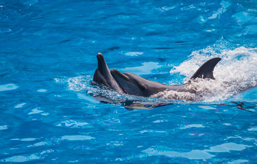 A smart dolphin show swimming together