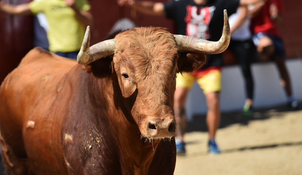 spanish bull with big horns