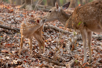 Baby deer