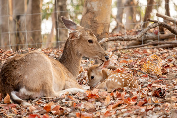 Baby deer