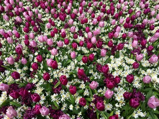 Fototapeta premium Close-up violet pink tulips flowers in beautiful hyacinth field pattern. Violet tulips with anemones bright white flowers. Spring may flowers background of violet tulip field. Simple floral texture