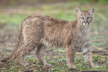 Obraz premium Portrait of a cougar in the forest
