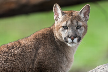 Fototapeta premium Portrait of a cougar in the forest